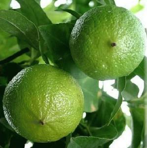citrusbergamia
