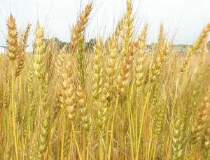 grano