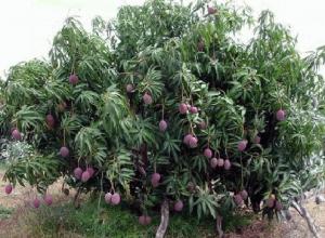 mango