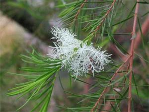melaleuca1