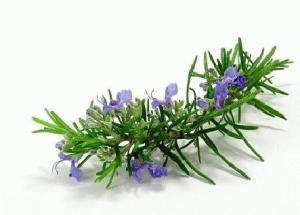 rosmarinooil