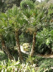 serenoa